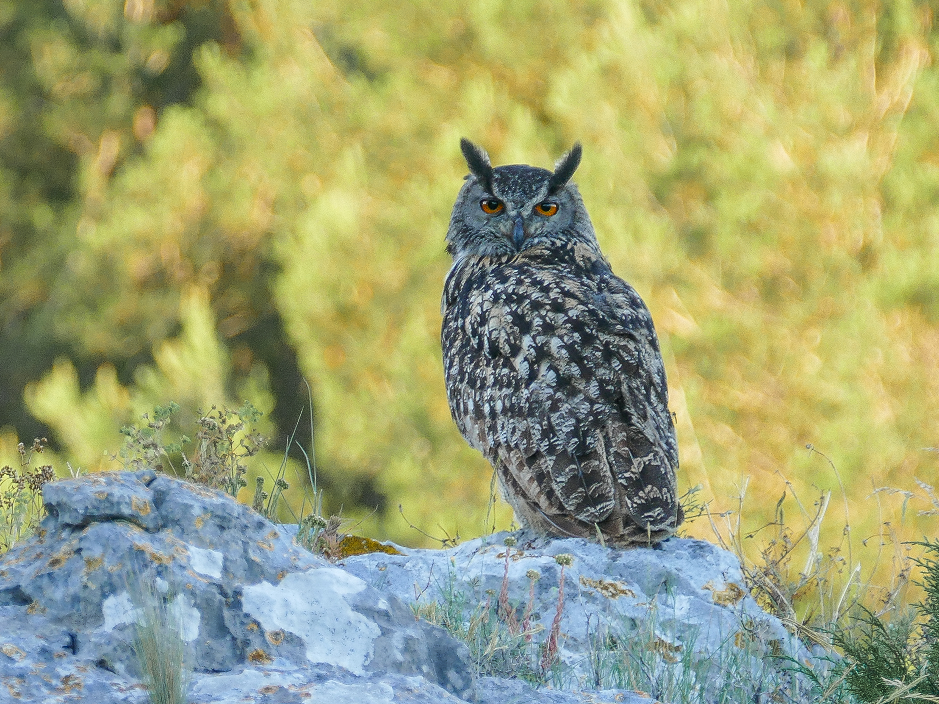 Grand duc_Benoit Sauphanor