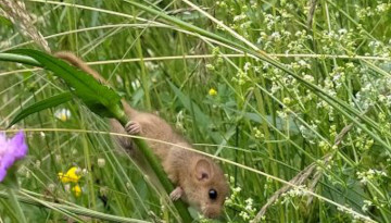 Partez à la recherche des noisettes grignotées par le muscardin !