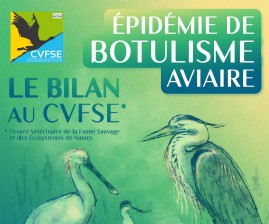 Epidémie de botulisme aviaire