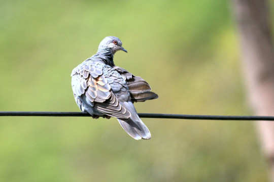 Oiseaux migrateurs
