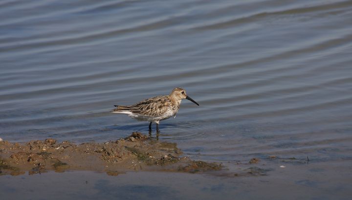 Les oiseaux des Salins