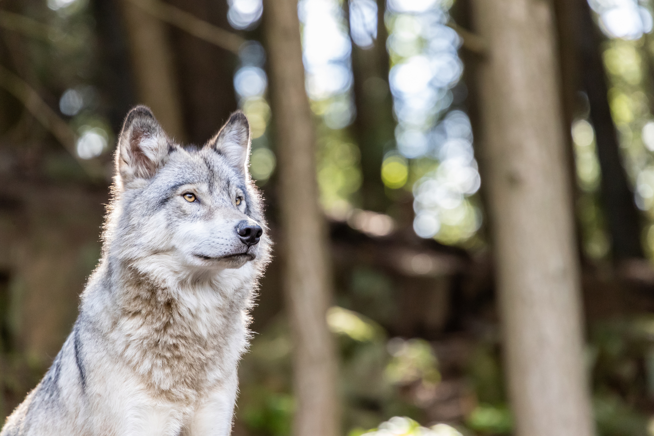 Baisse de la population de loups en France : la déraison d'Etat, ça suffit !