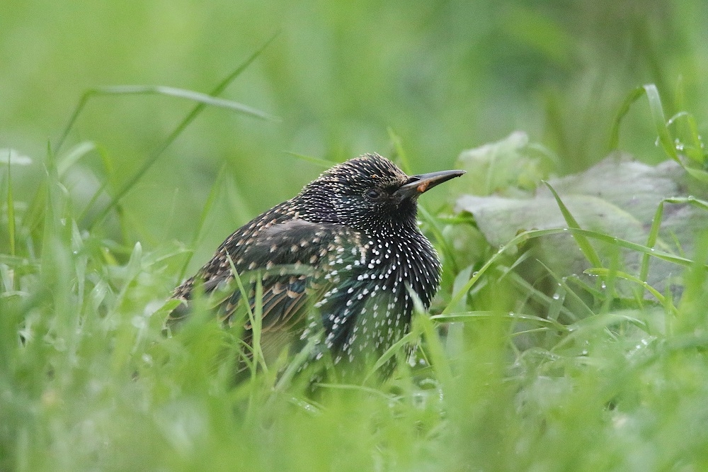 Photographier les oiseaux en hiver