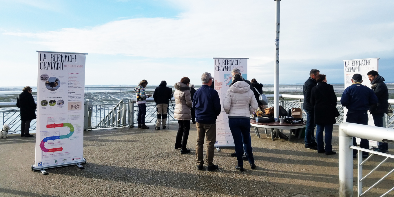 Accueils naturalistes sur le Bassin d'Arcachon