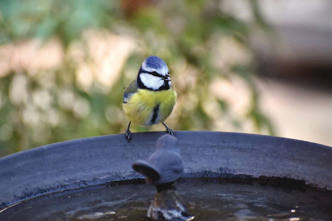 Mésange bleue sur une fontaine