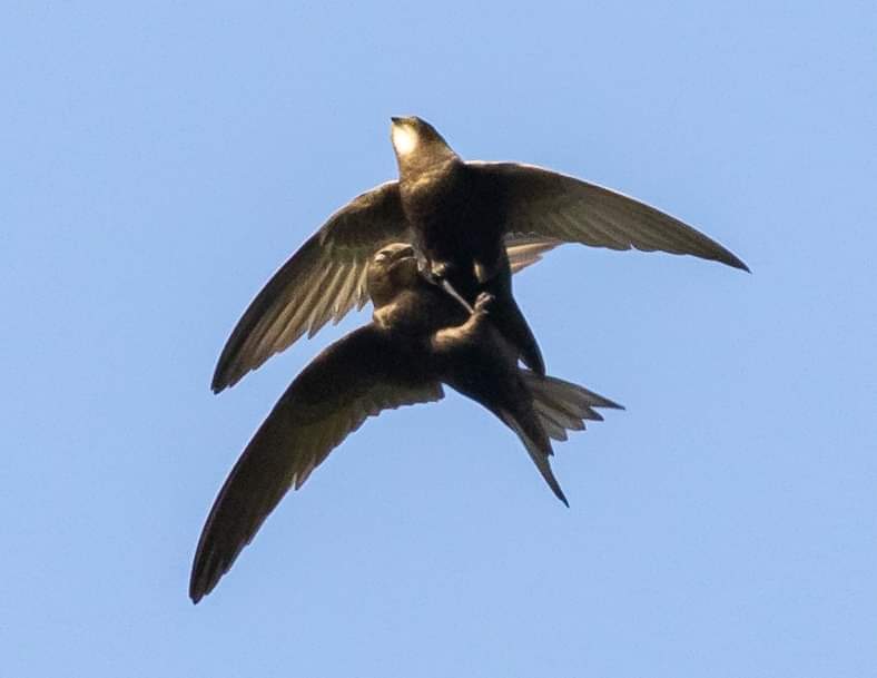 Les oiseaux de la nouvelle et ancienne lys