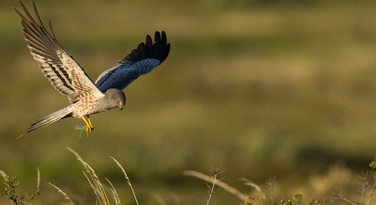 Sortie observation des rapaces