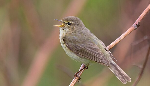 Sortie découverte des chants d'oiseaux