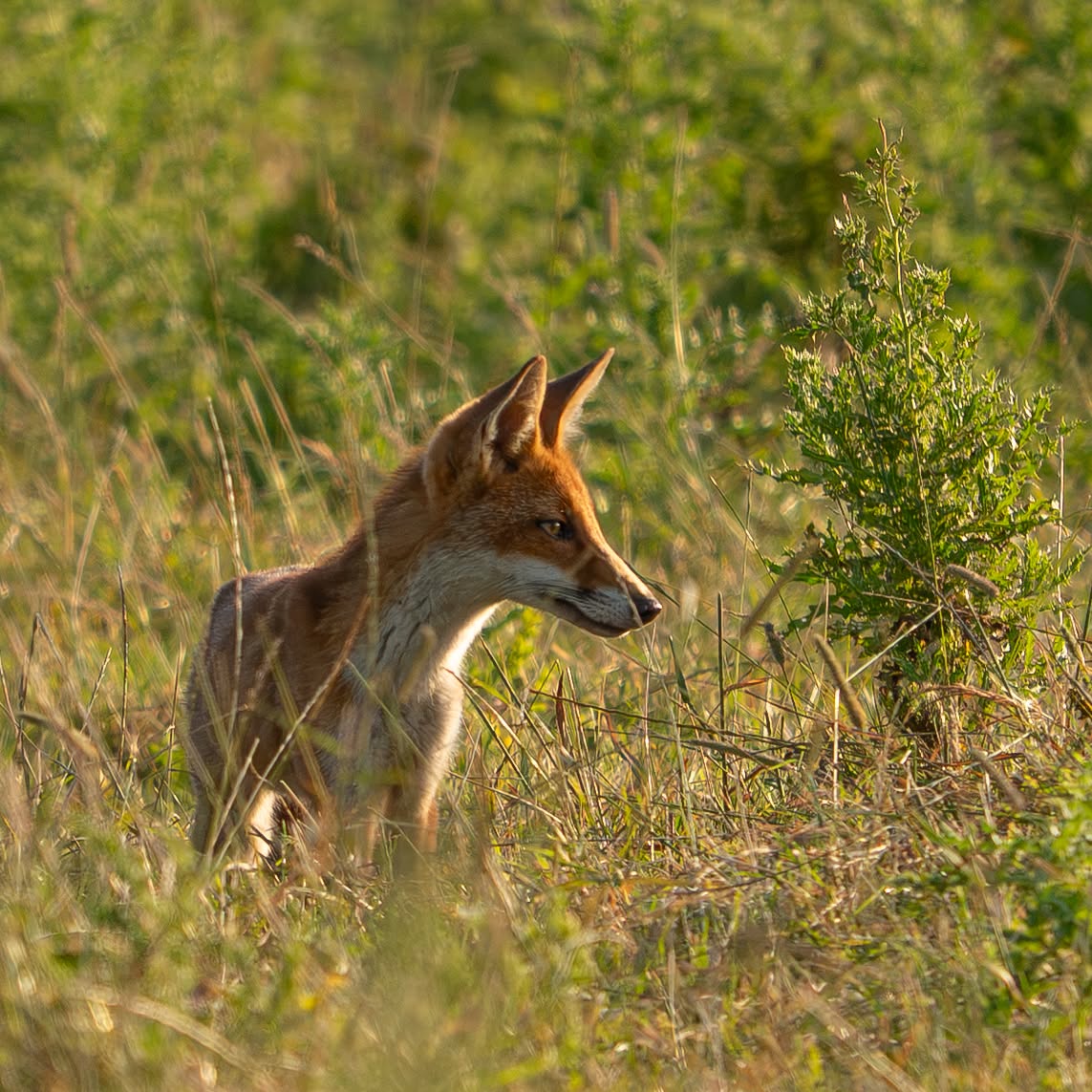ESOD : la LPO engage un nouveau recours devant le Conseil d’État