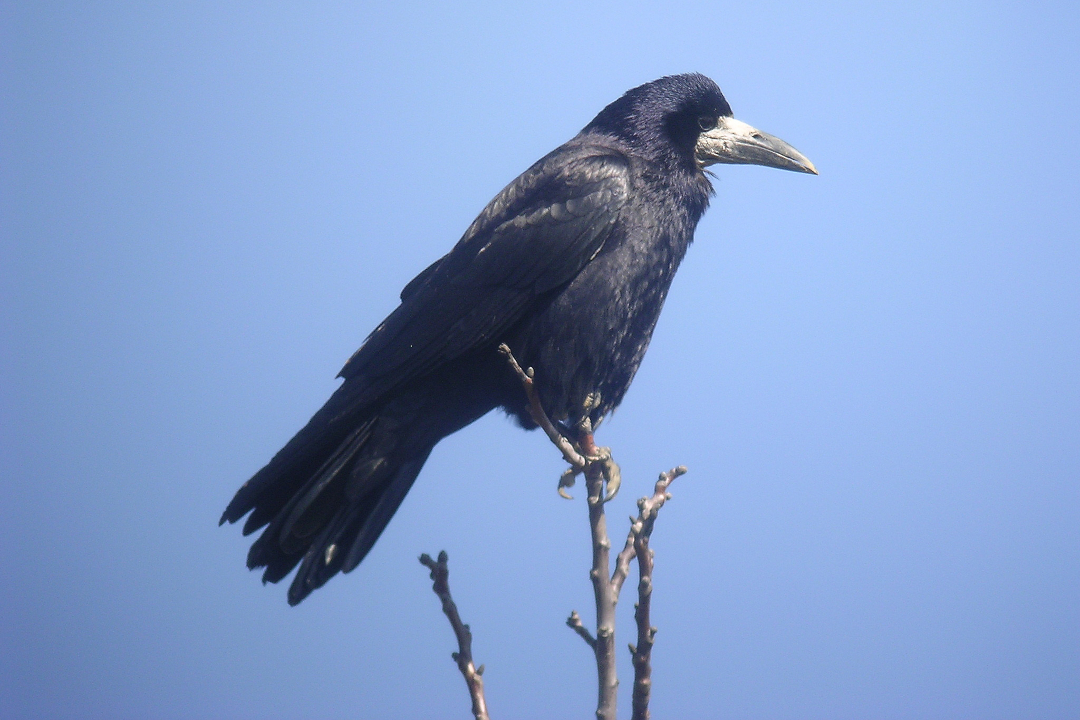 Corbeau freux posé en haut d'une branche