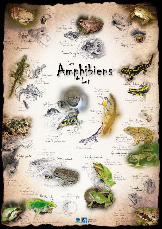Poster « amphibiens du Lot »