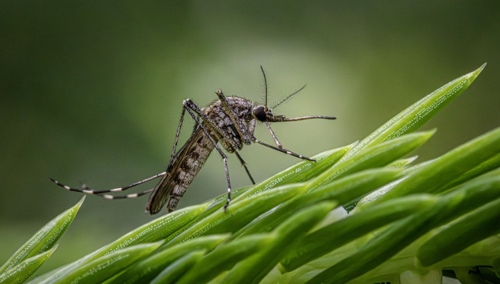 Connaître les moustiques et leurs rôles écologiques dans la nature