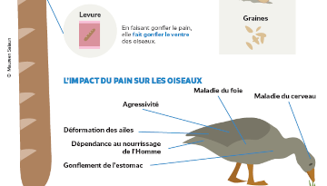 Bien nourrir les oiseaux, ça ne mange pas de pain
