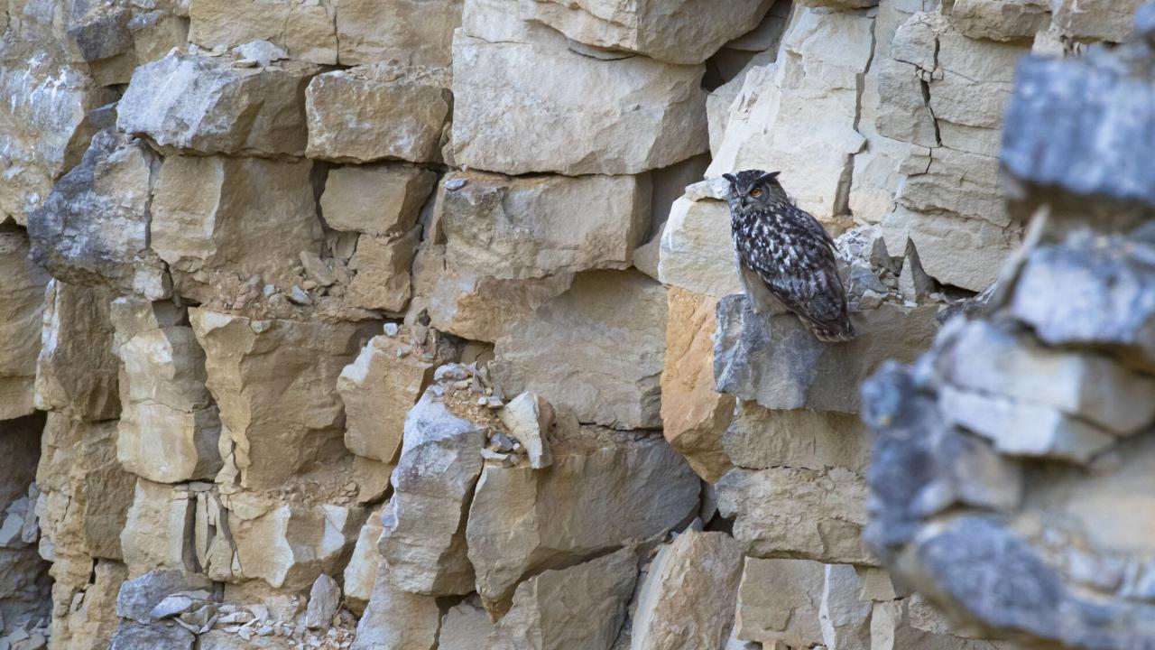 Grand duc posé sur une falaise