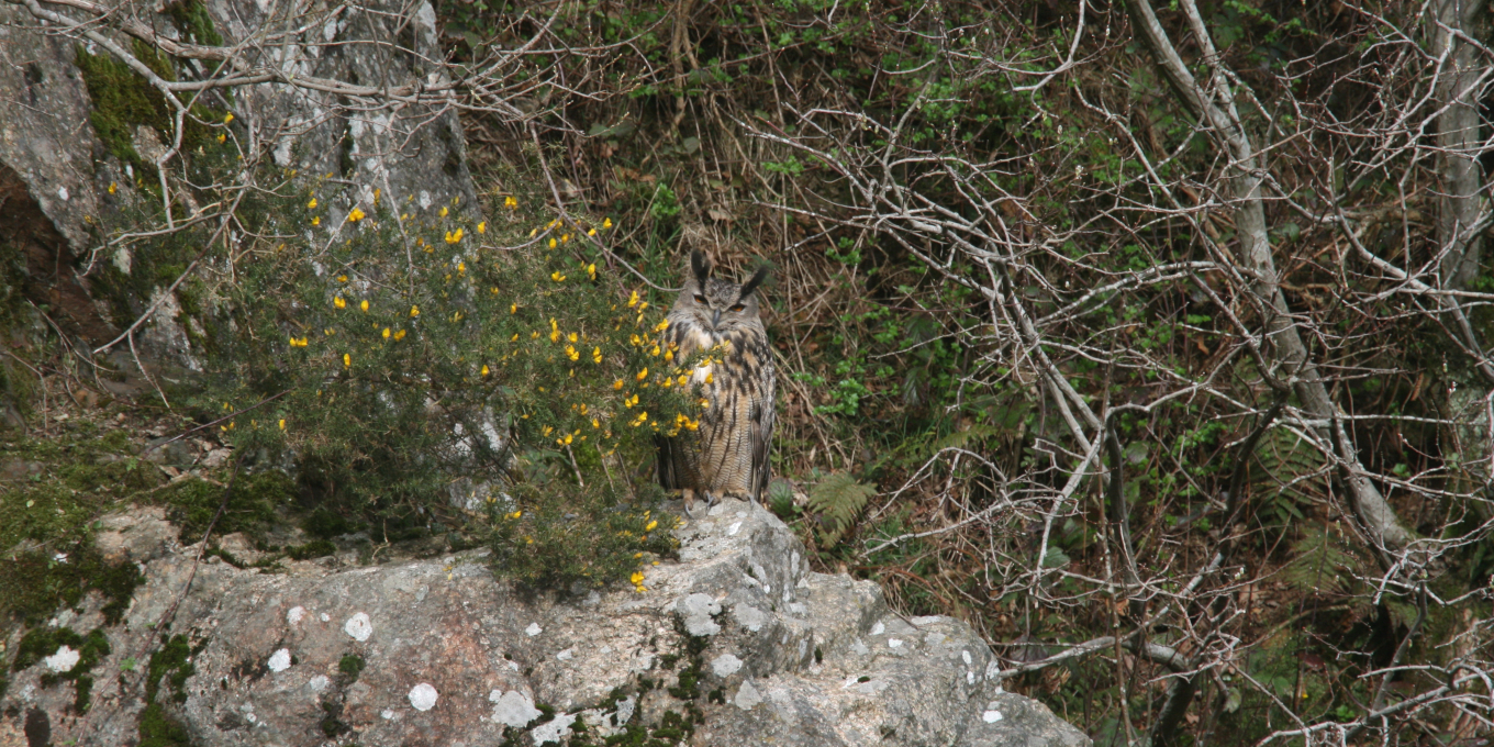 L’as du camouflage
