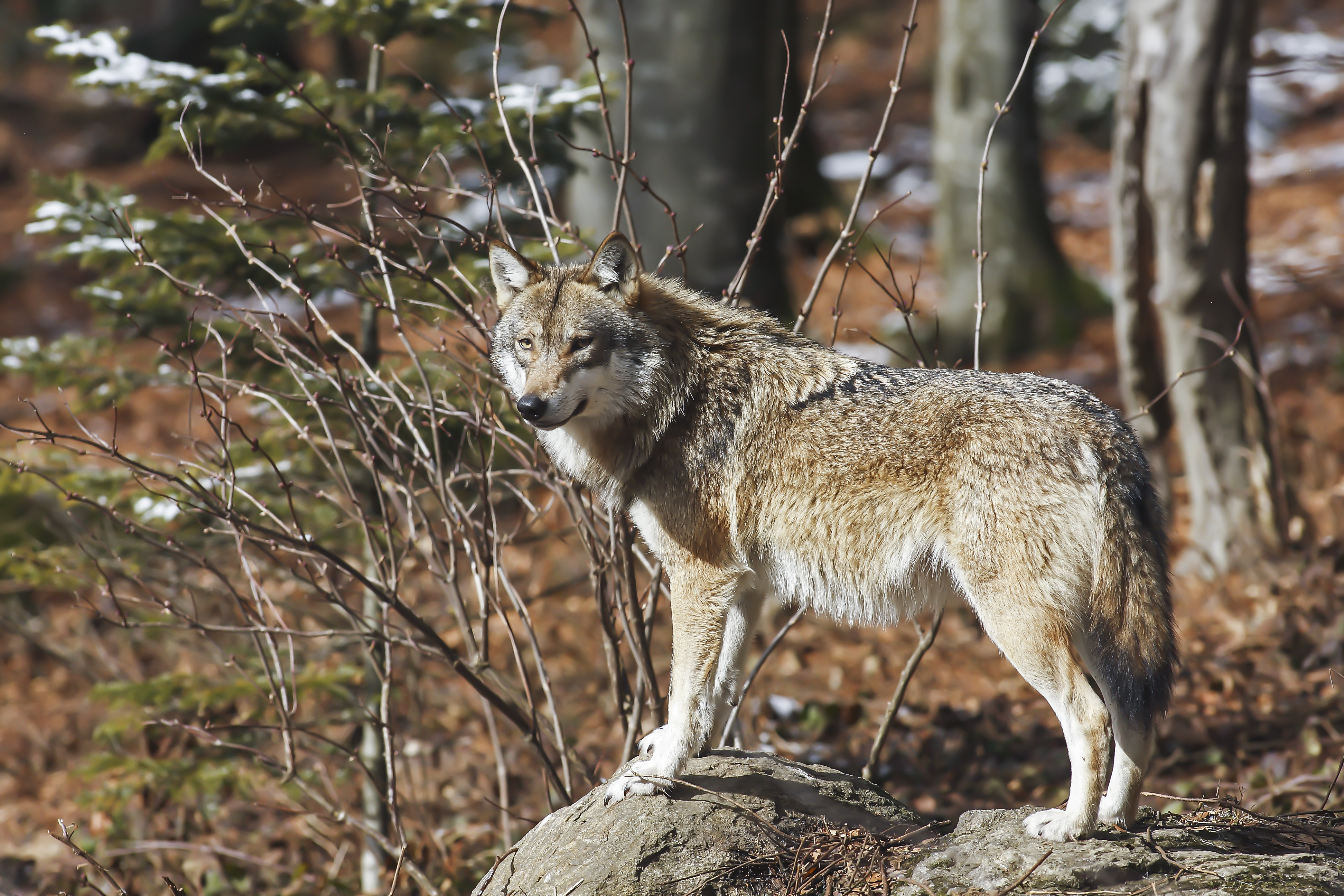 Première décision « écologique » de Michel Barnier : tuer plus de loups !