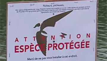 panneau "attention espèce protégée"