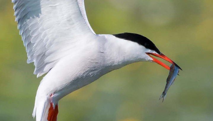 Rapport d’activités 2025 : une année d’engagement collectif pour la biodiversité en Provence-Alpes-Côte d’Azur