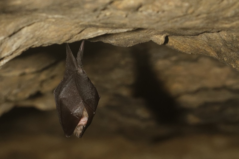 Une cave dédiée aux chauves-souris