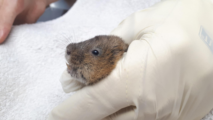 Nourrir les animaux sauvages, une mauvaise idée
