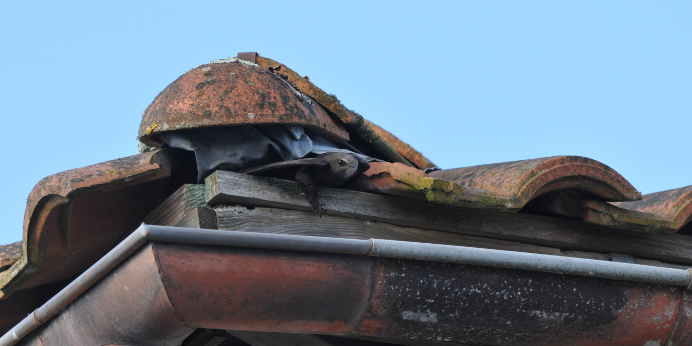 Martinet noir prenant son envol à la sortie de son nid situé sous les tuiles.