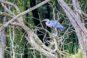 Venez découvrir les oiseaux du marais Warlet, les pattes dans l'eau !