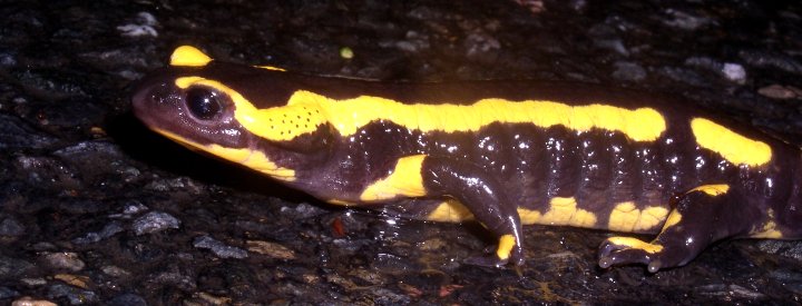 Salamandre tachetée