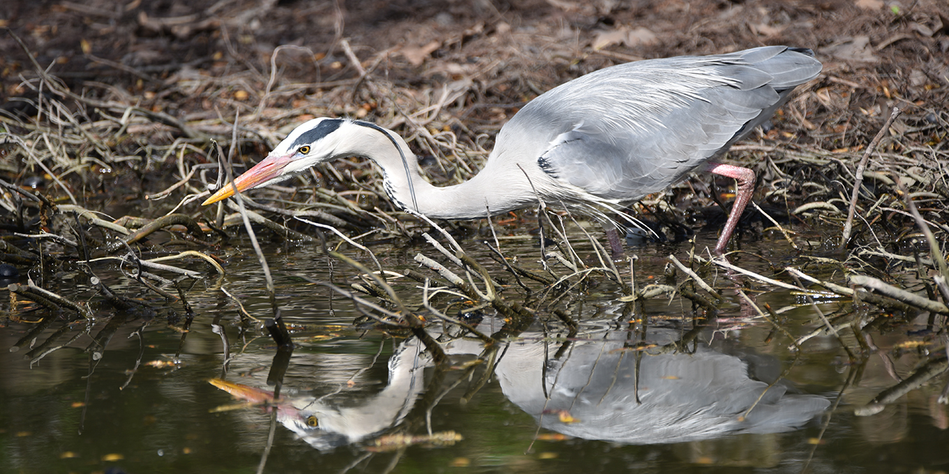 Les étangs et leurs oiseaux