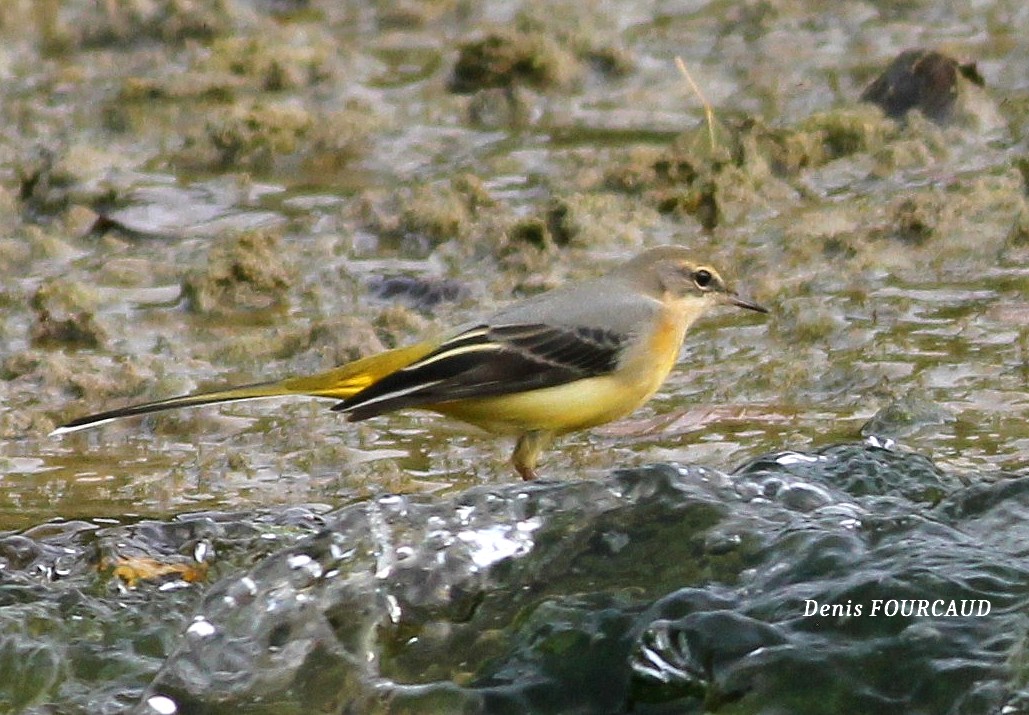 Bergeronnette des ruisseaux