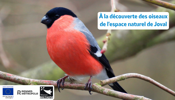 À la découverte des oiseaux de l'espace naturel de Joval
