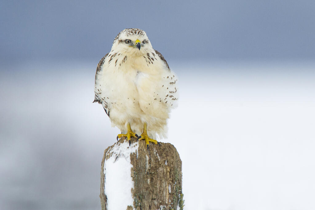 Sortie Rapaces diurnes