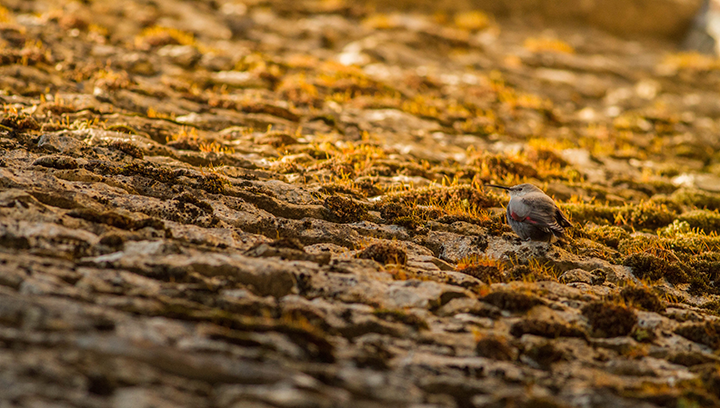 Bilan du comptage du Tichodrome échelette en Dordogne