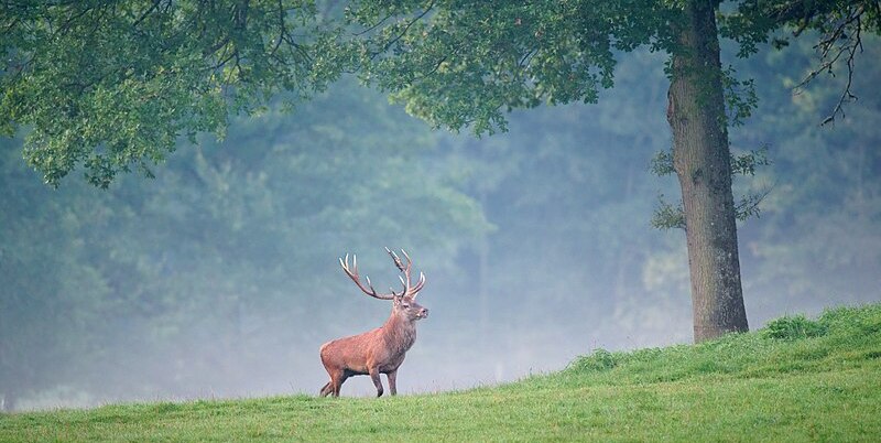 Cerf élaphe dans un pré