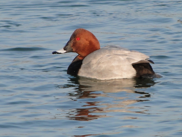 Oiseaux de la vallée de la Vesle (Limé 02220)