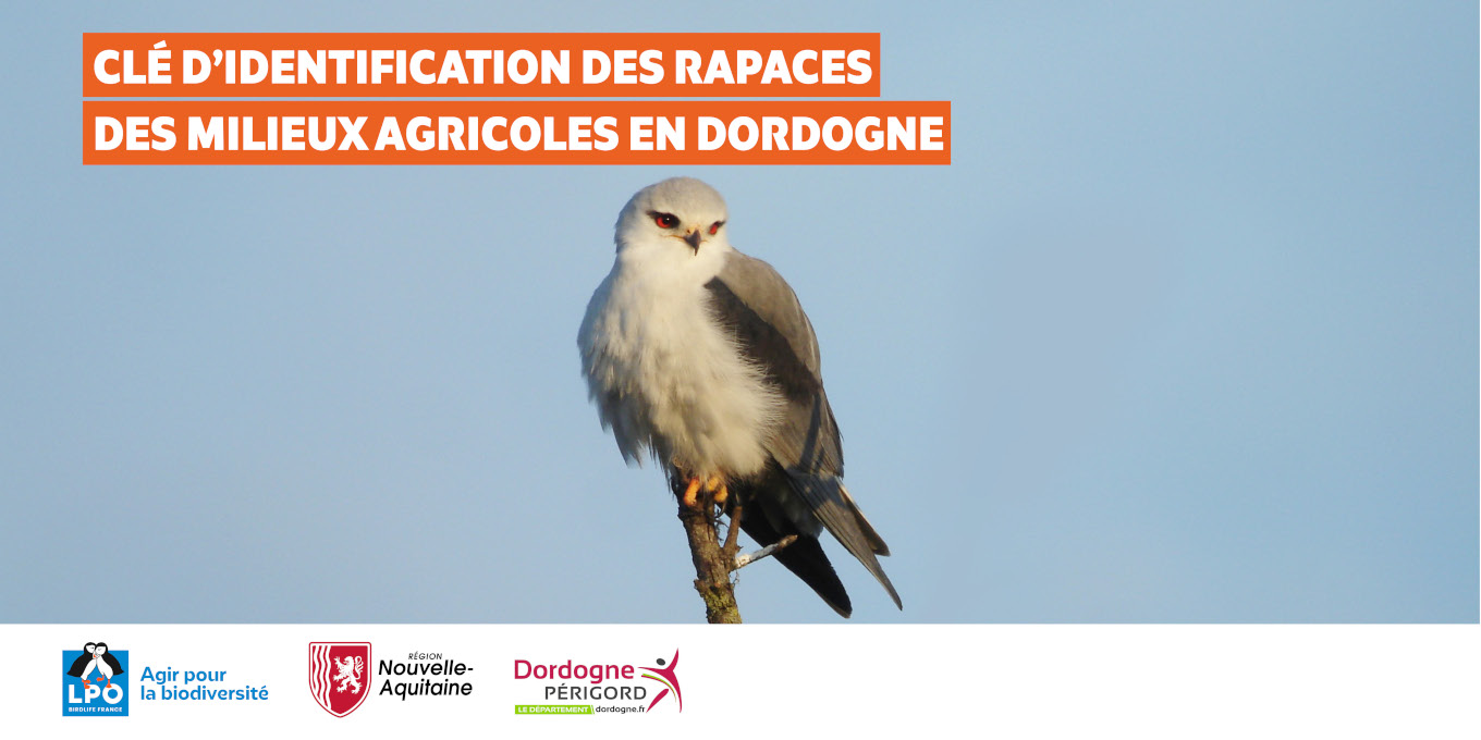Clé d'identification des rapaces des milieux agricoles en Dordogne
