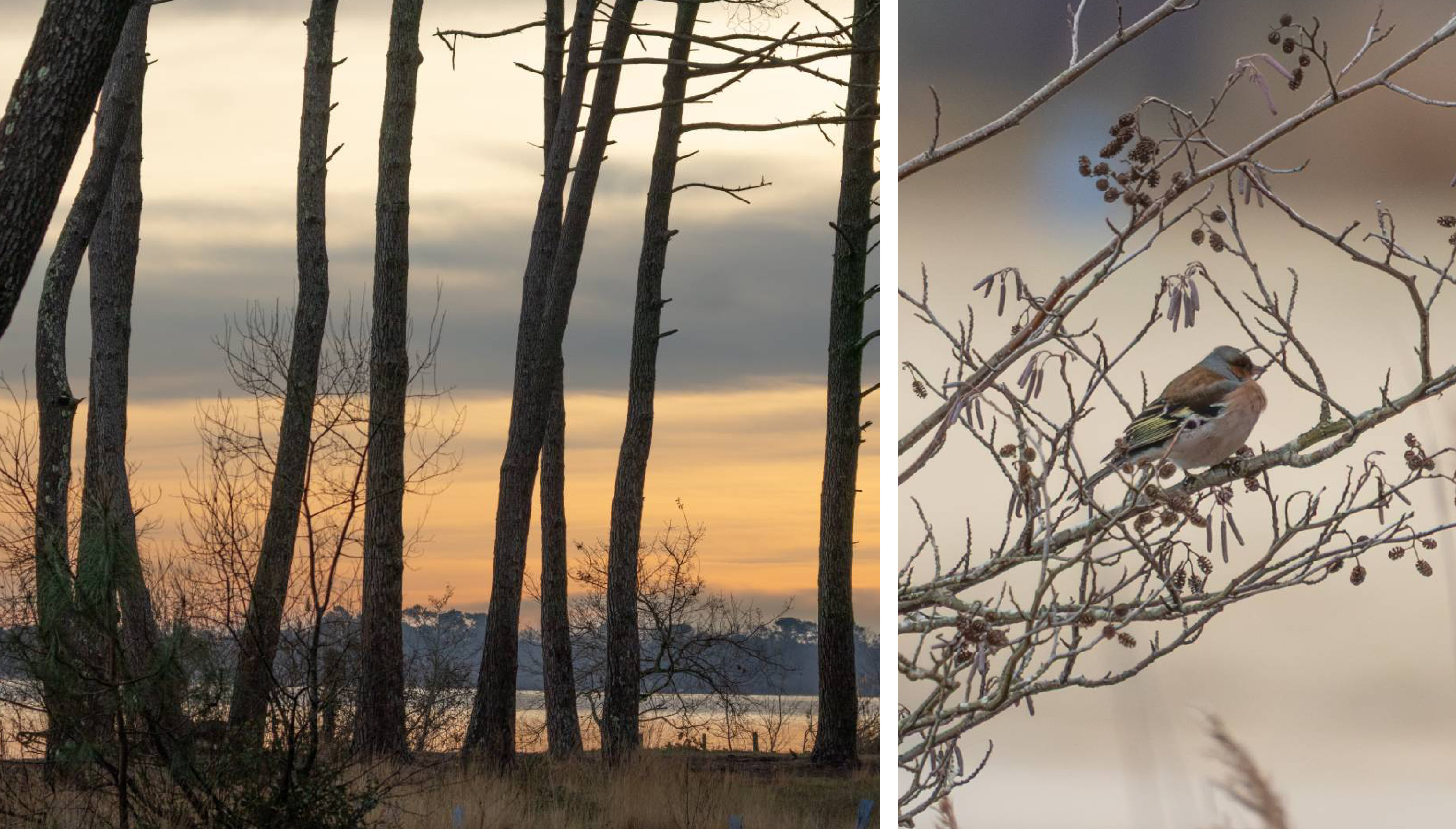 Retour sur la dernière sortie nature du groupe Sud Bassin