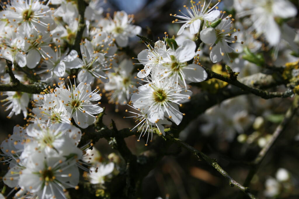 Fleurs Prunus spinosa, Nicolas Macaire