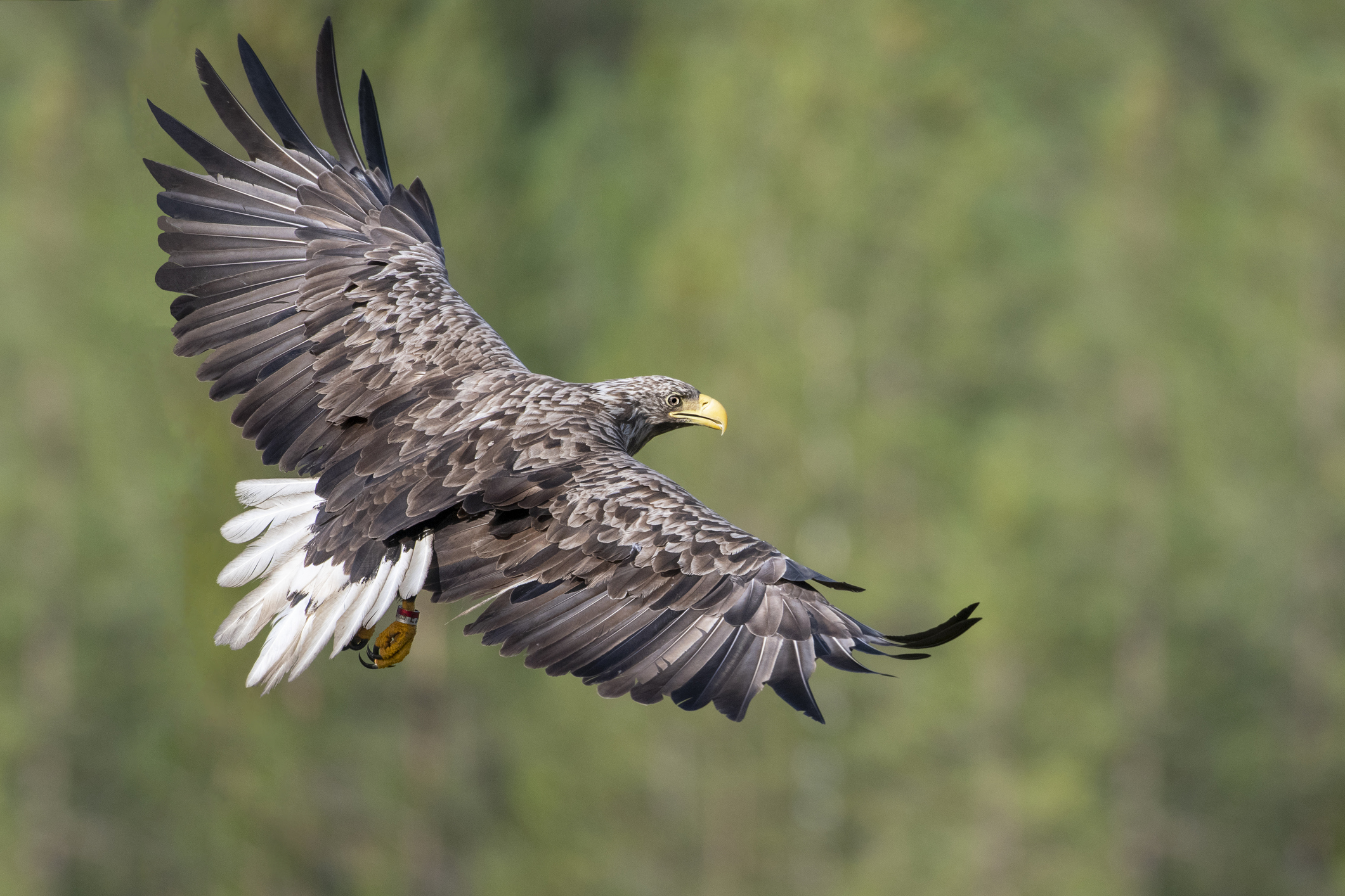 Encore un aigle abattu, ça suffit !