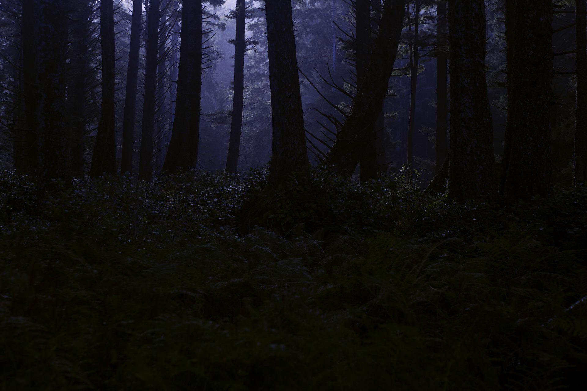 Forêt de nuit par TemperateSage (pixabay)