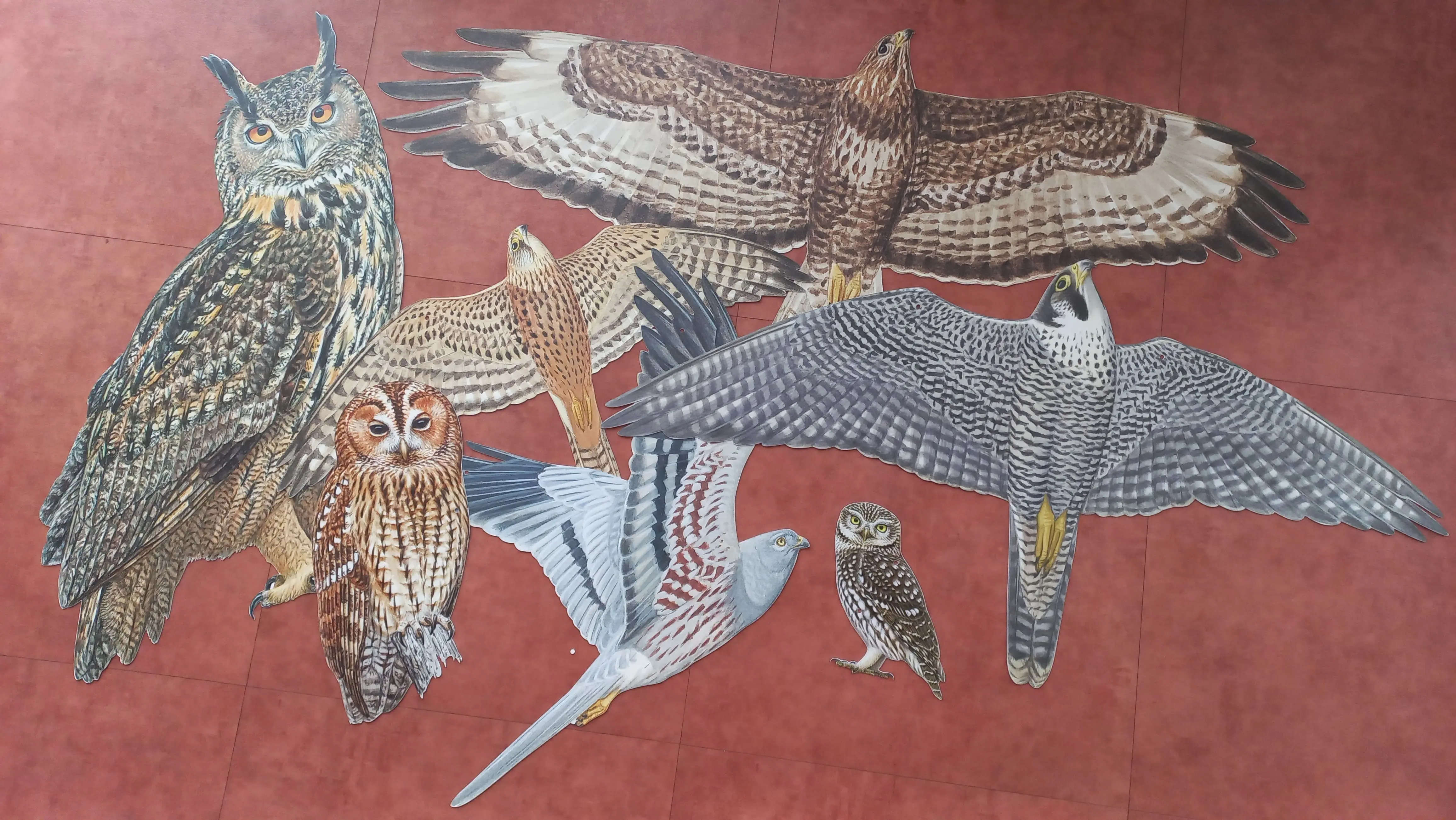 Kit 20 silhouettes de rapaces