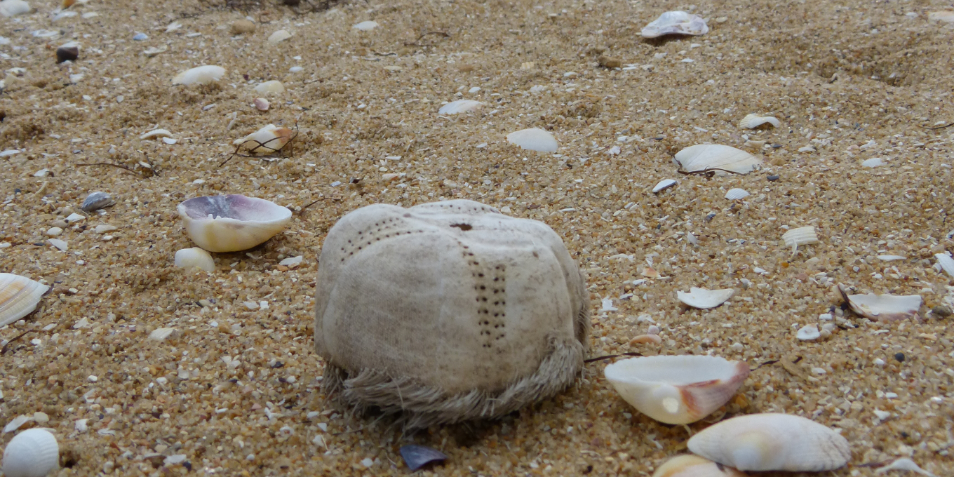 Trésors oubliés de la réserve naturelle de Moëze-Oléron