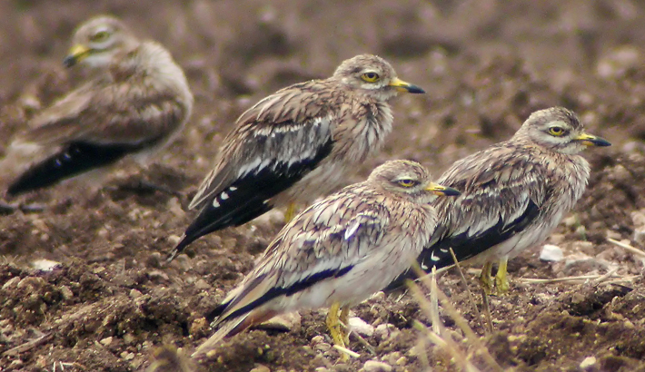 Sortie Natura 2000 sur la plaine de Barbezières à Gourville