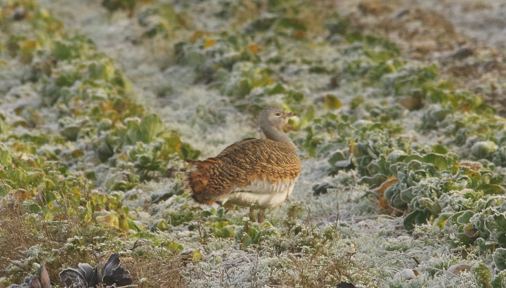 Steppes en Normandie…