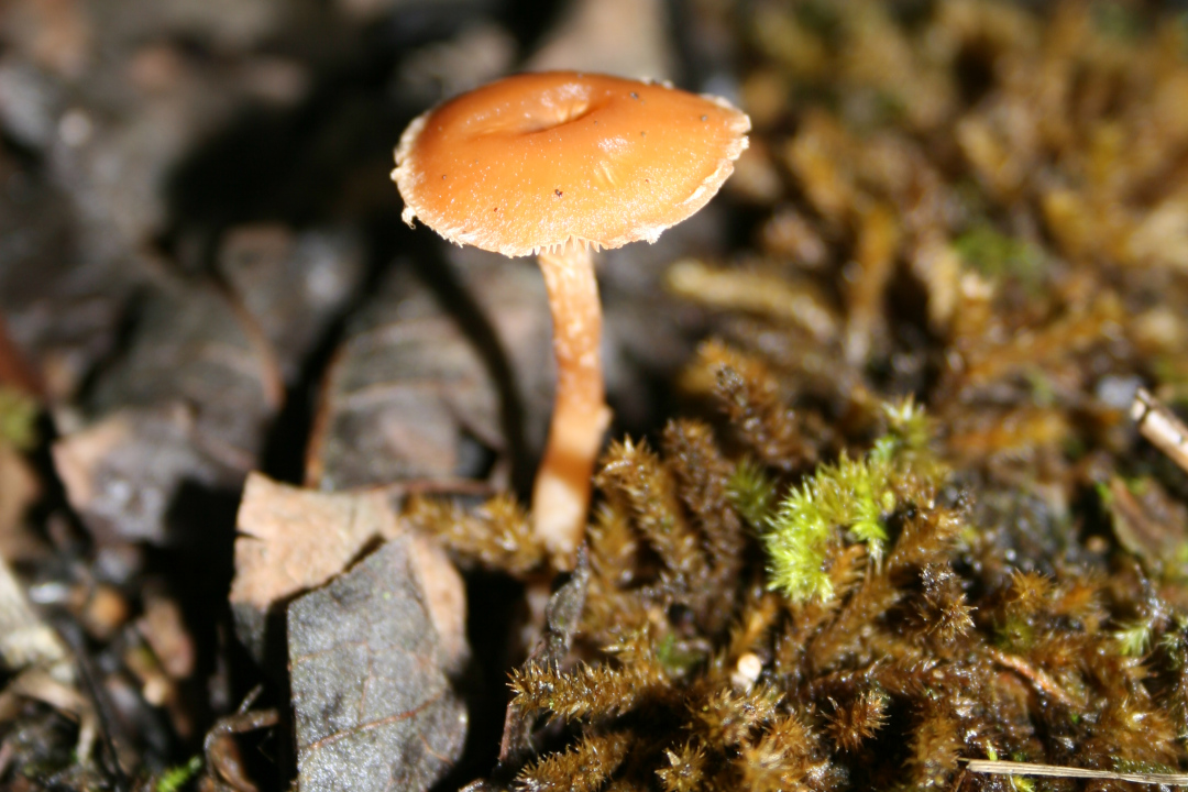 Champignon au sol