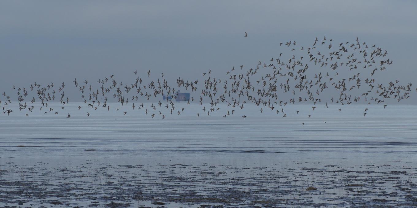 La Balade crépusculaire à la réserve naturelle de Moëze-Oléron