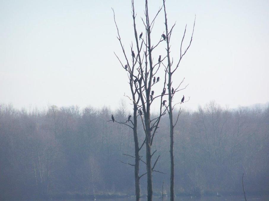 Grands Cormorans