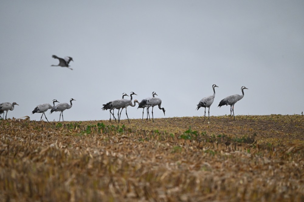 Quand les faux-tographes dérangent les grues cendrées