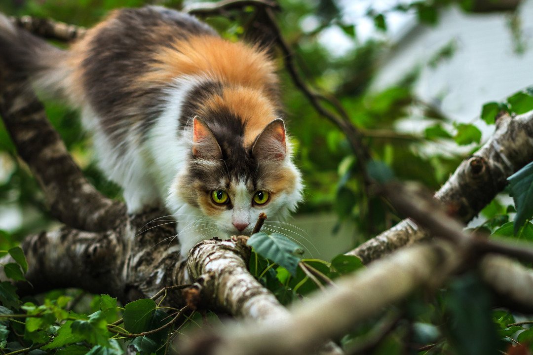 Chat domestique sur un arbre Crédit : andychoinski sur Pixabay