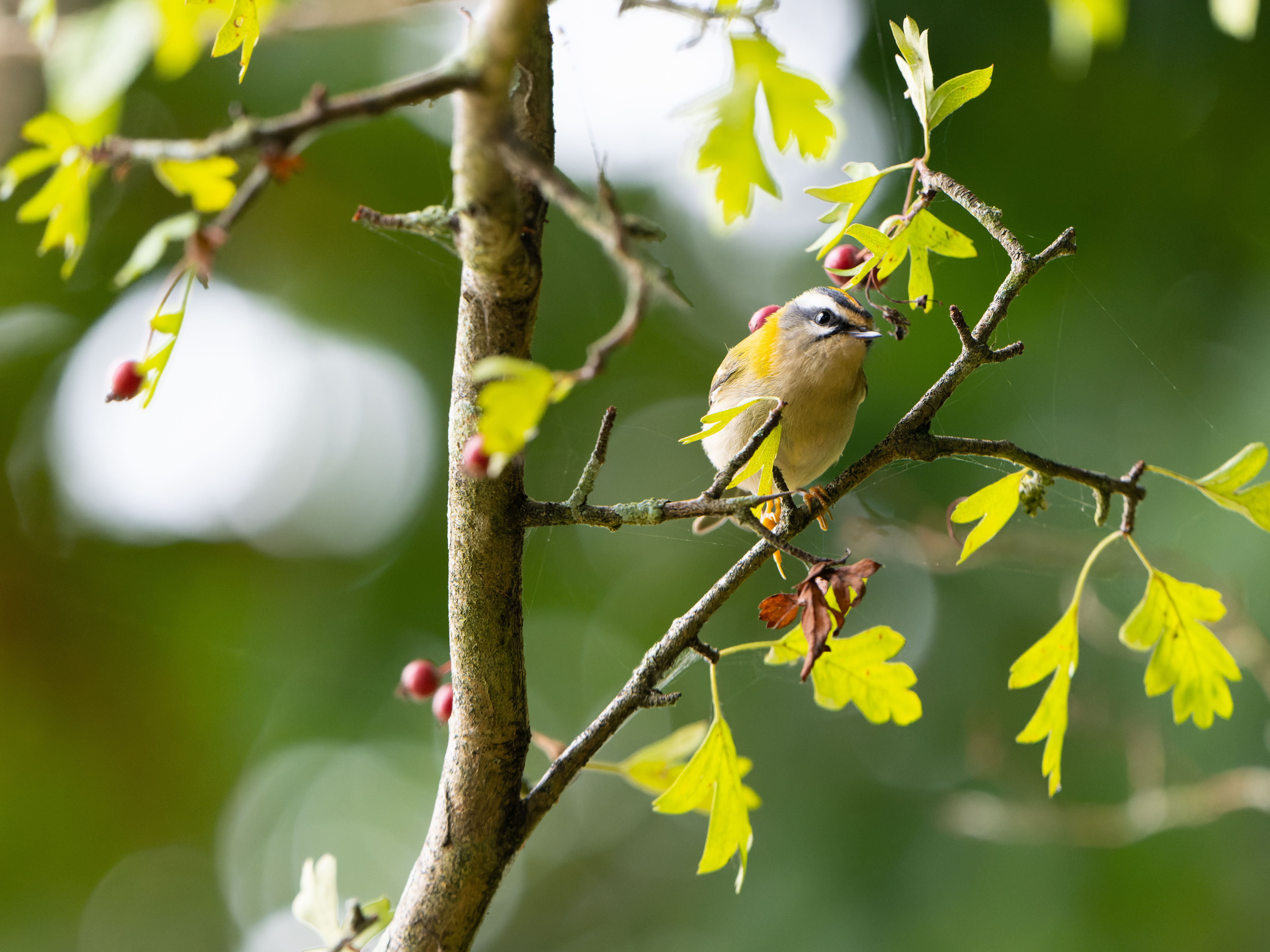 Ecorces et bourgeons