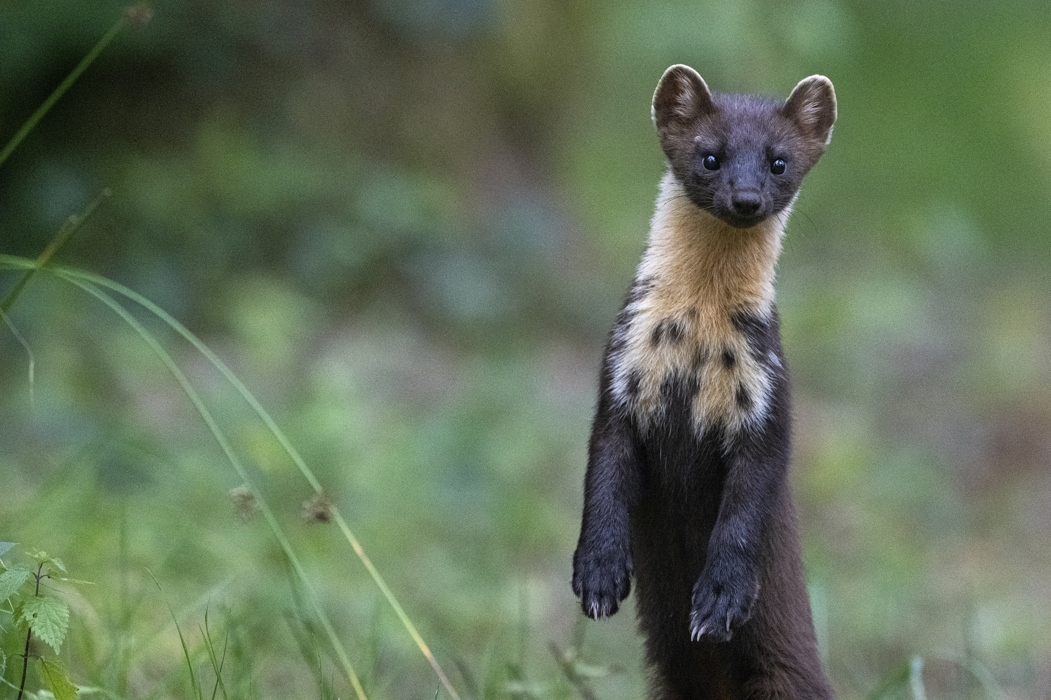 Martre des pins dressée sur ses pattes arrières